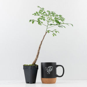 Adenia Perrieri (wk36-L222)