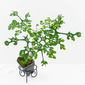 Adenia Perrieri (wk36-L222)
