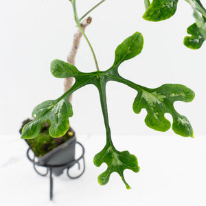 Adenia Perrieri (wk36-L222)