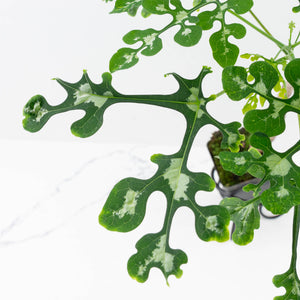 Adenia Perrieri (wk36-L222)