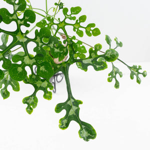 Adenia Perrieri (wk36-L222)