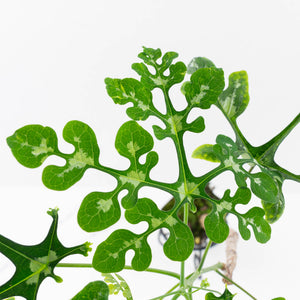 Adenia Perrieri (wk36-L222)