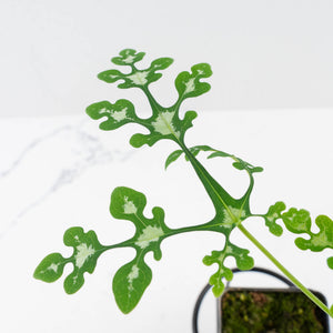 Adenia Perrieri (wk36-L223)