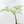 Adenia Perrieri (wk36-L223)