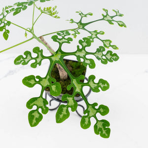 Adenia Perrieri (wk36-L223)