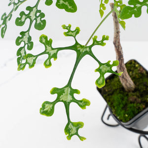 Adenia Perrieri (wk36-L223)