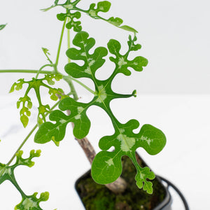 Adenia Perrieri (wk36-L223)