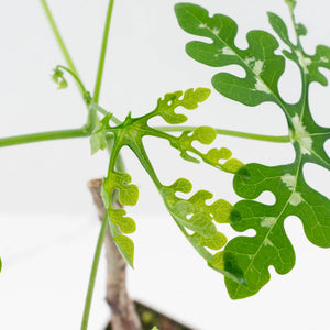 Adenia Perrieri (wk36-L223)
