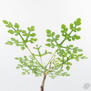 Adenia Perrieri (wk38-L237)