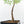 Adenia Perrieri (wk38-L237)