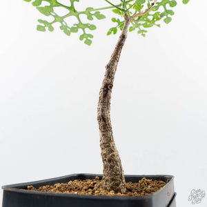 Adenia Perrieri (wk38-L237)
