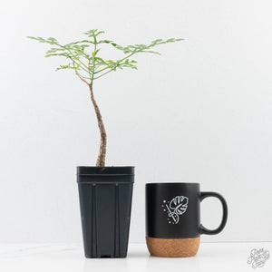 Adenia Perrieri (wk38-L237)