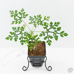 Adenia Perrieri (wk38-L237)