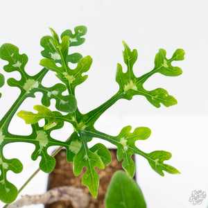 Adenia Perrieri (wk38-L237)