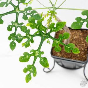 Adenia Perrieri (wk38-L237)