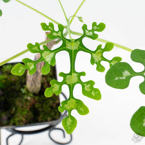 Adenia Perrieri (wk39-L289)