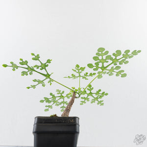 Adenia Perrieri (wk39-L289)