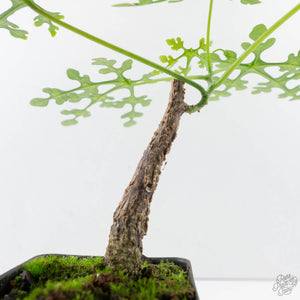 Adenia Perrieri (wk39-L289)