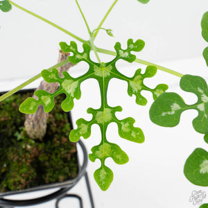 Adenia Perrieri (wk39-L289)