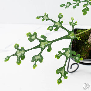 Adenia Perrieri (wk39-L289)