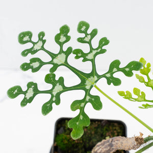 Adenia Perrieri (wk39-L289)