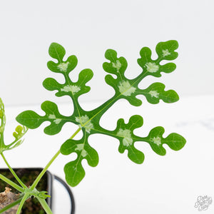 Adenia Perrieri (wk39-L289)