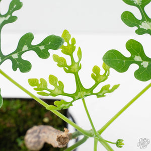 Adenia Perrieri (wk39-L289)
