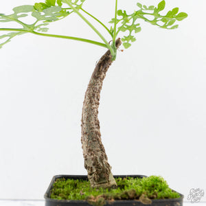 Adenia Perrieri (wk39-L290)