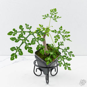 Adenia Perrieri (wk39-L290)