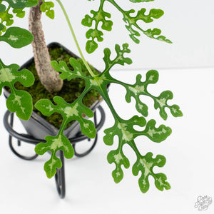 Adenia Perrieri (wk39-L290)