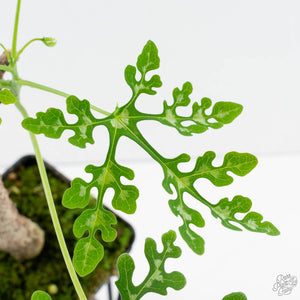 Adenia Perrieri (wk39-L290)