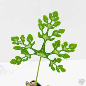 Adenia Perrieri (wk39-L290)