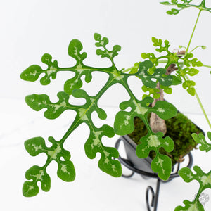 Adenia Perrieri (wk39-L290)