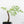 Adenia Perrieri (wk39-L290)