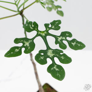 Adenia Perrieri (wk40-L317)