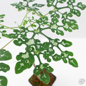 Adenia Perrieri (wk40-L317)