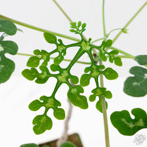 Adenia Perrieri (wk40-L317)