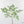 Adenia Perrieri (wk40-L317)