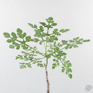 Adenia Perrieri (wk40-L317)