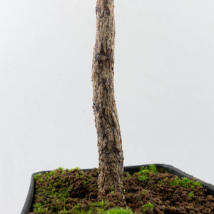 Adenia Perrieri (wk40-L317)