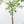 Adenia Perrieri (wk40-L317)