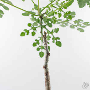 Adenia Perrieri (wk40-L317)