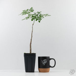 Adenia Perrieri (wk40-L317)