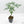 Adenia Perrieri (wk40-L317)