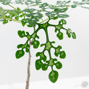 Adenia Perrieri (wk40-L317)