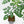 Adenia Perrieri (wk40-L317)
