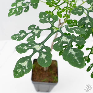 Adenia Perrieri (wk40-L317)