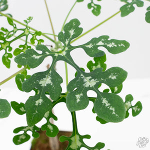 Adenia Perrieri (wk40-L317)
