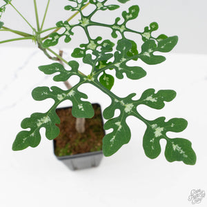 Adenia Perrieri (wk40-L317)