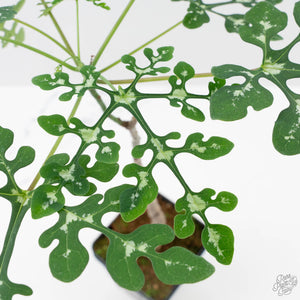 Adenia Perrieri (wk40-L317)